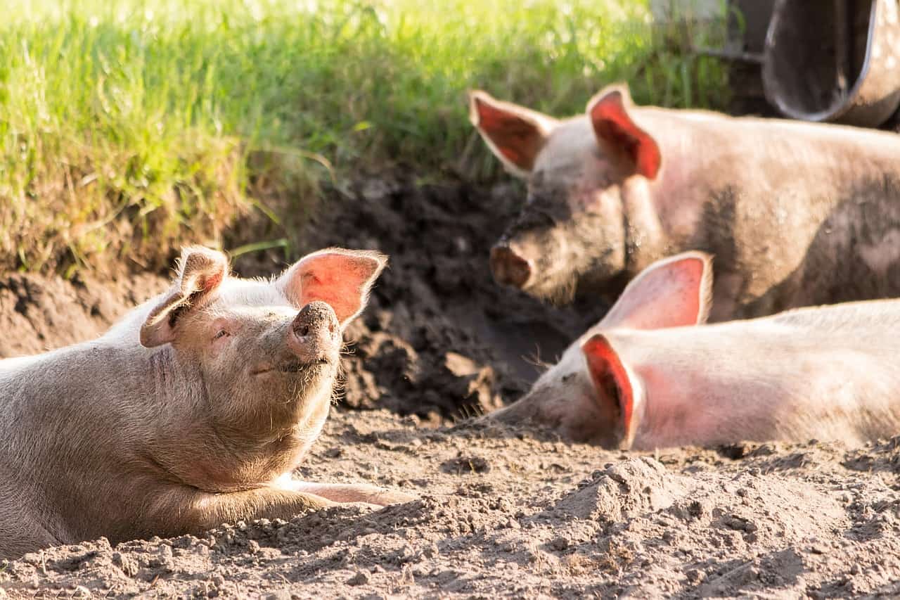  pigs mud