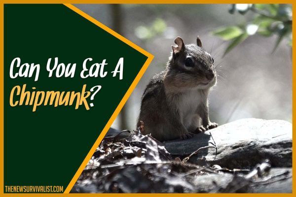 Can You Eat A Chipmunk
