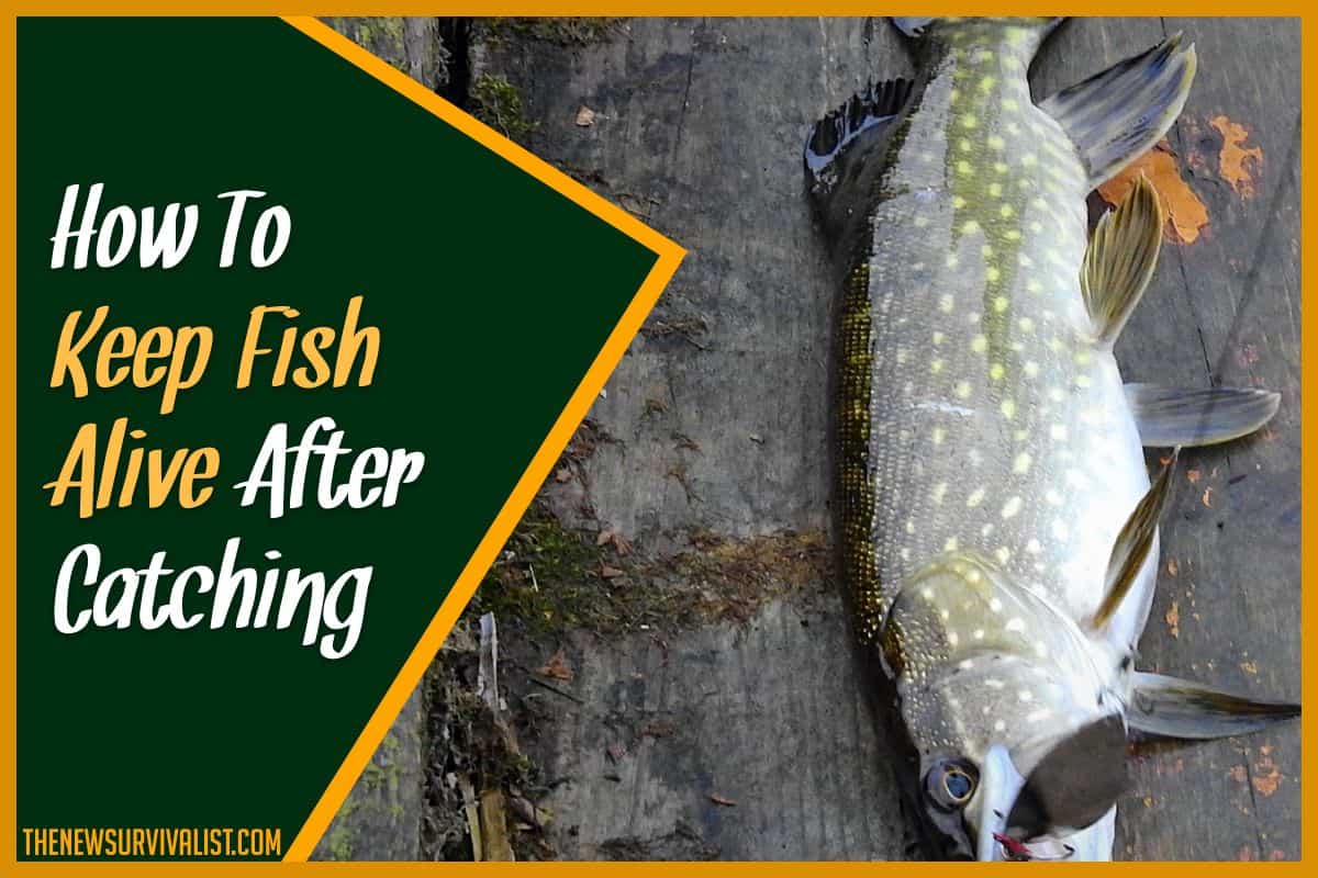 How to Keep Fish Alive After Catching in 3 Simple Steps
