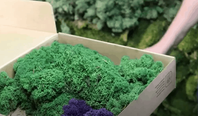 box green moss