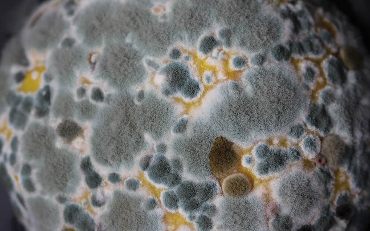 close up mold