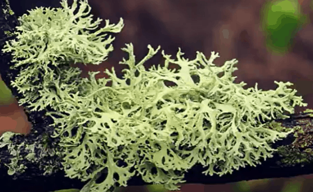 close up moss