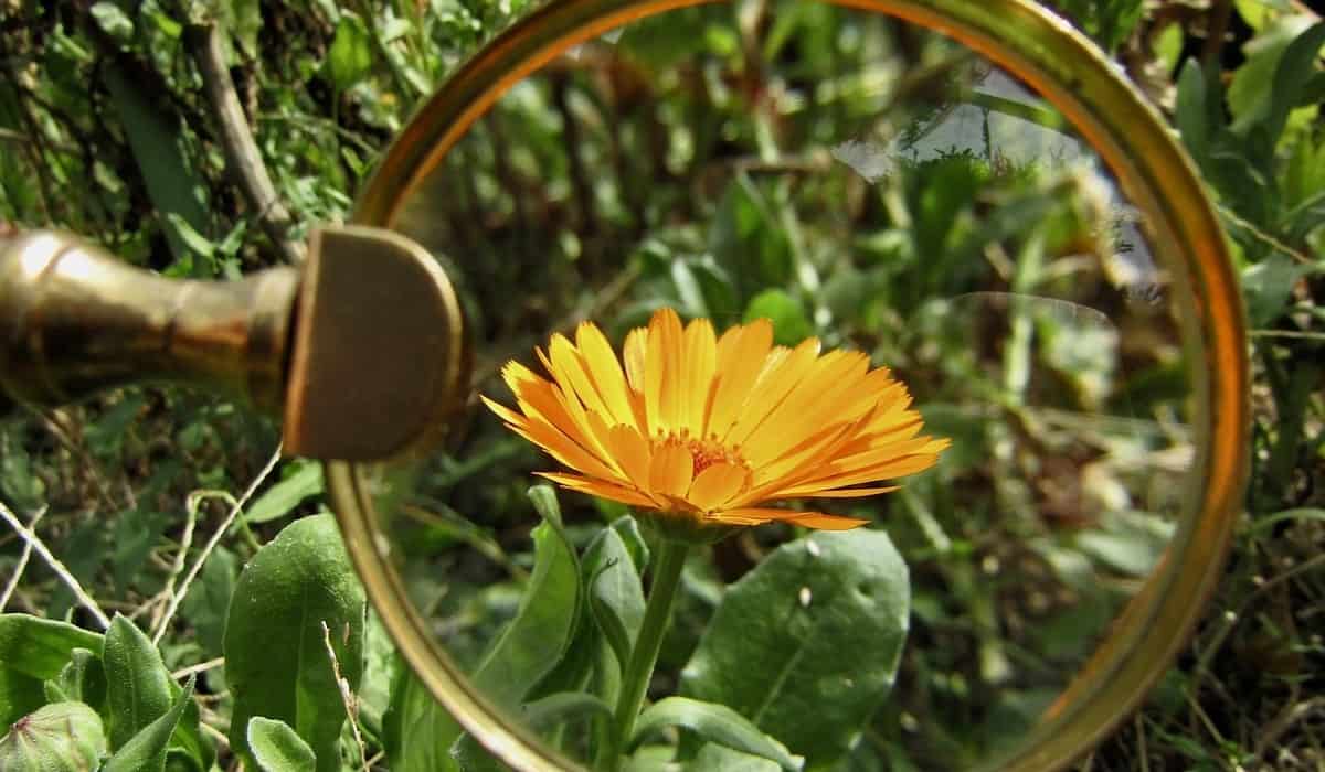 magnifying glass flower