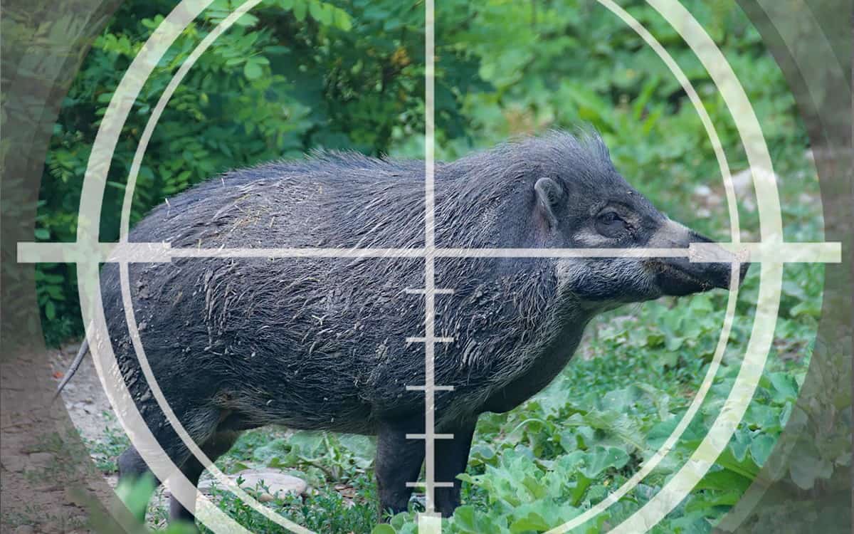 wild boar aim