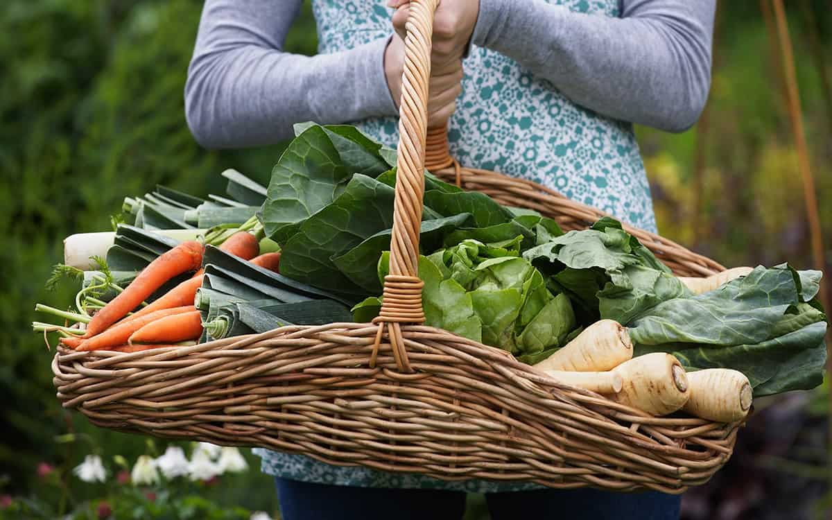 basket garden veggies
