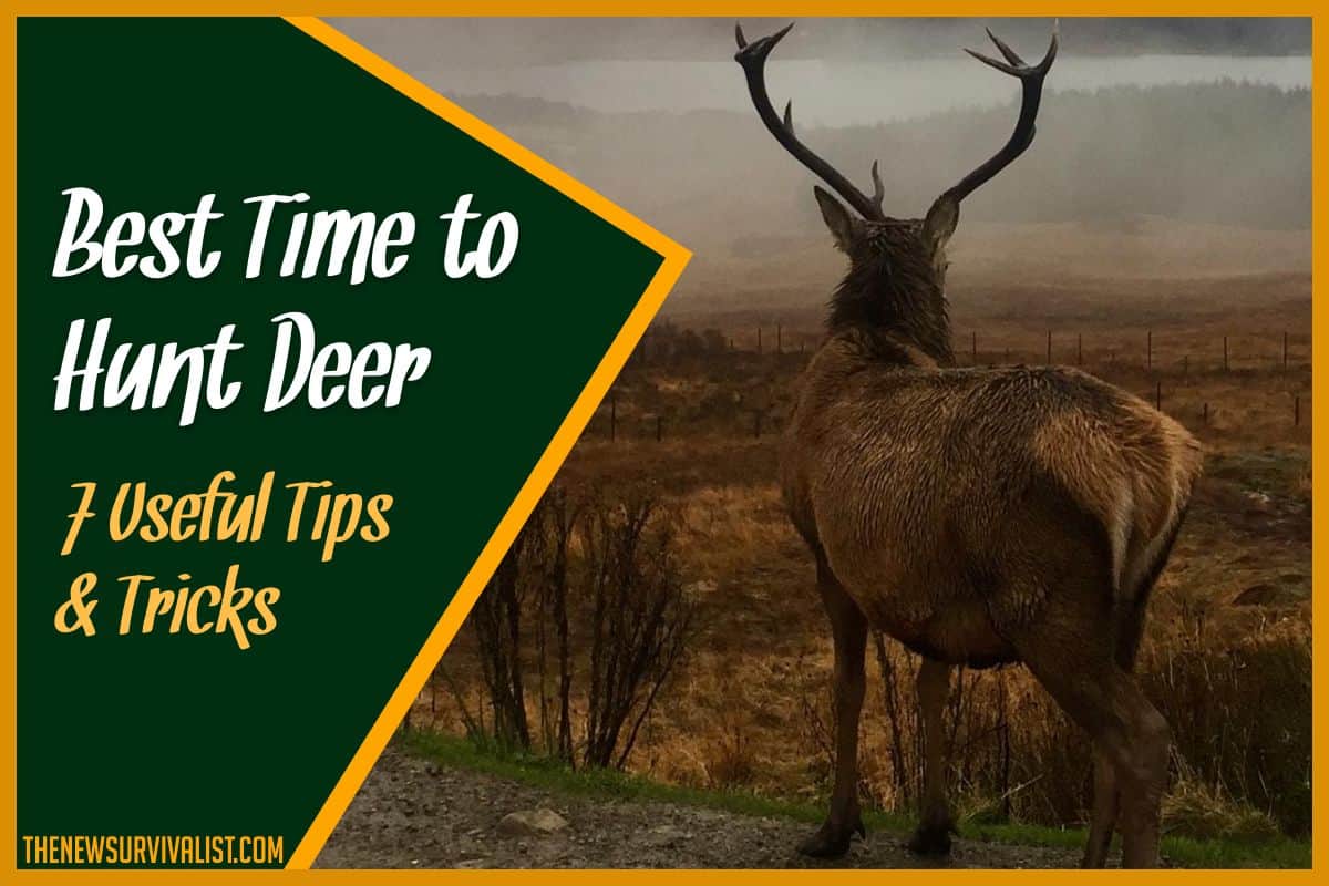 Best Time to Hunt Deer 7 Useful Tips & Tricks