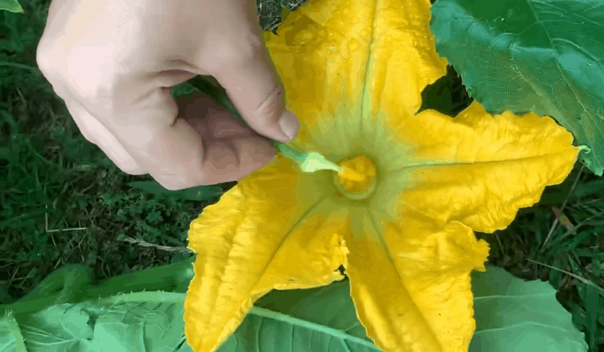hand pollinate plant