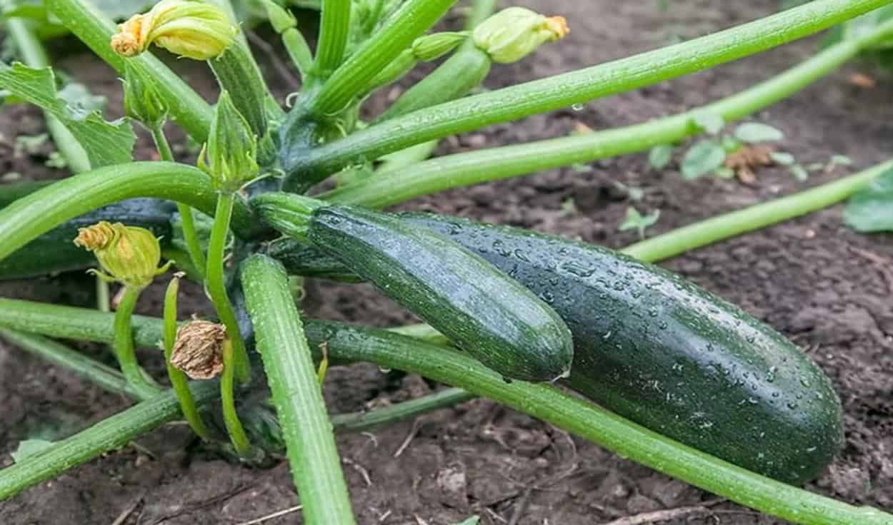 zucchinis plant