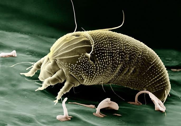 microscopic mite