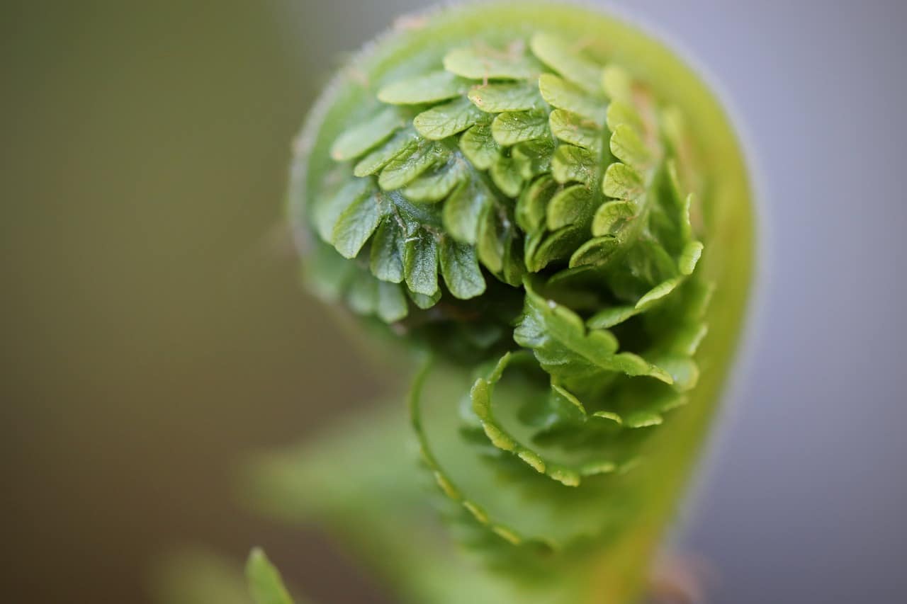 fiddlehead fern close up