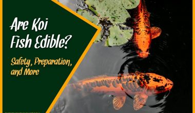 Are Koi Fish Edible Safety, Preparation, and More