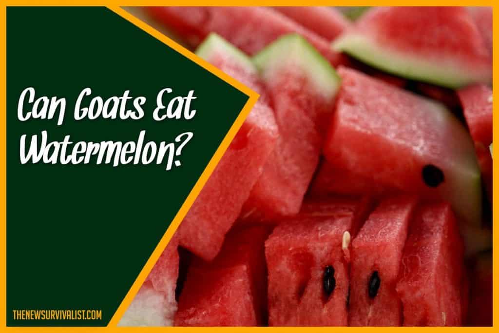 Can Goats Eat Watermelon