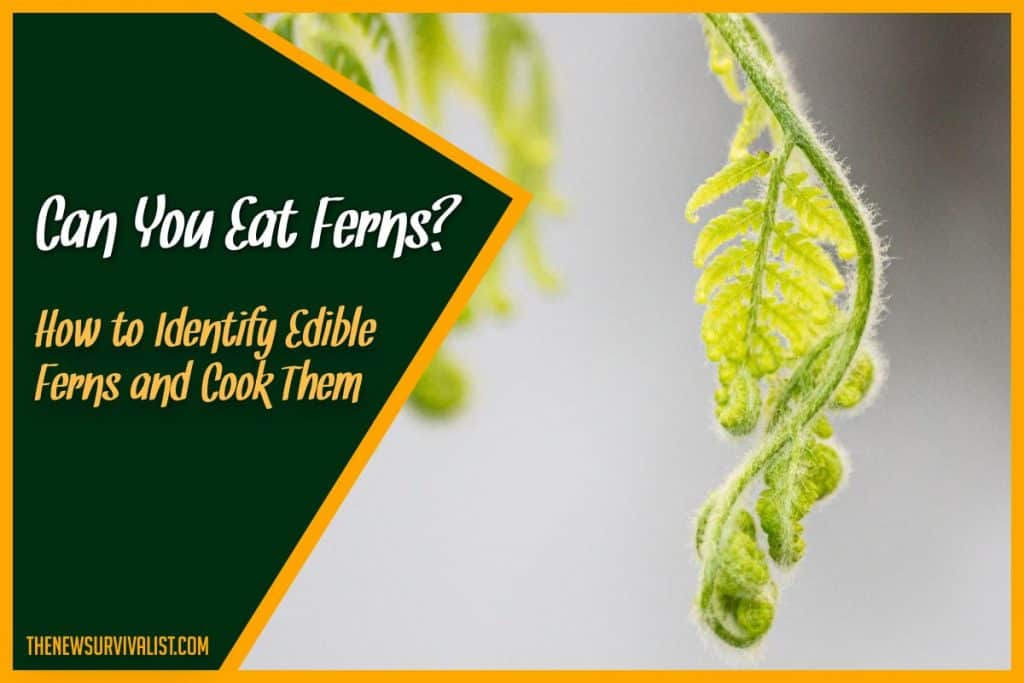 Can You Eat Ferns How to Identify Edible Ferns and Cook Them