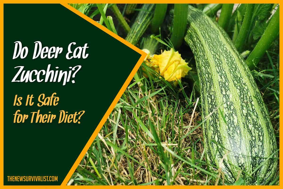 Do Deer Eat Zucchini - Is it Safe for Their Diet