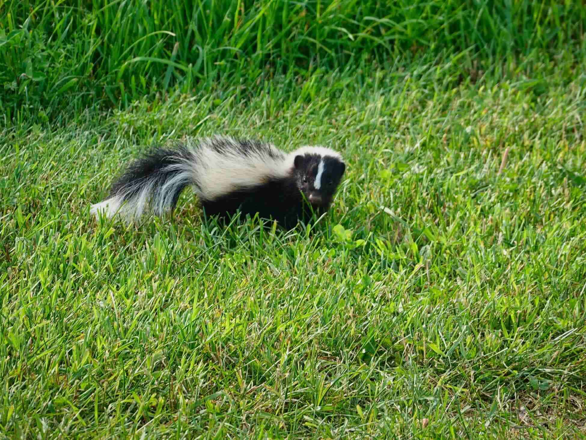 skunk grassy area