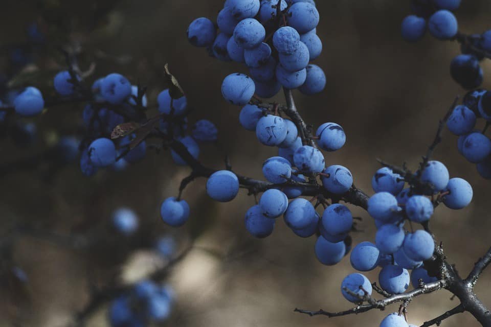 branch blueberry