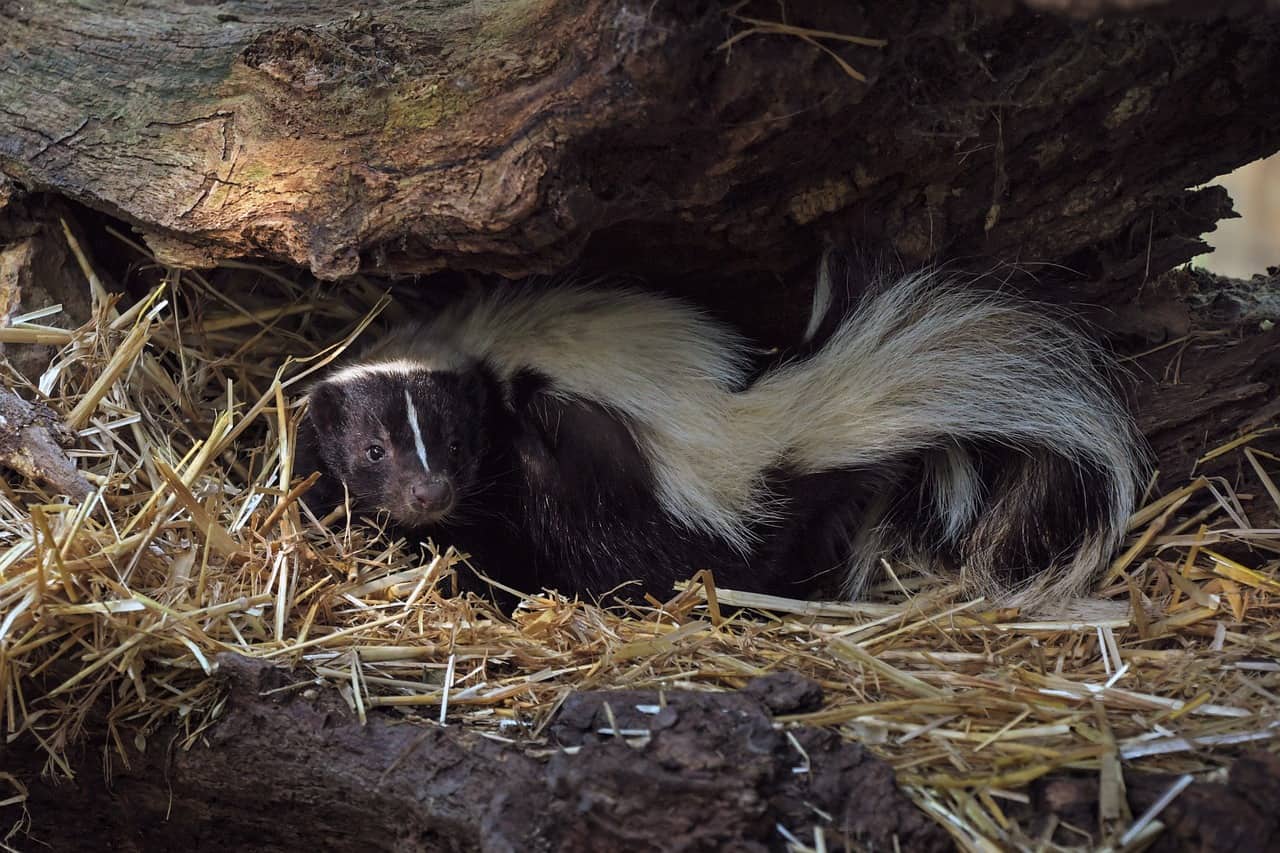 skunk in wild
