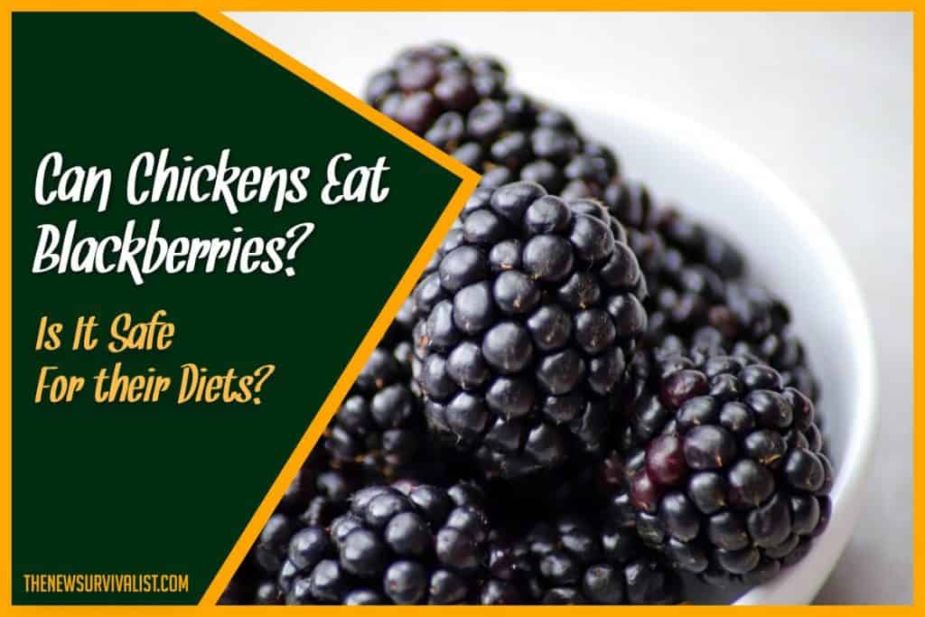 Can Chickens Eat Blackberries Is It Safe For their Diets