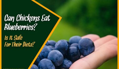 Can Chickens Eat Blueberries Is It Safe For Their Diets
