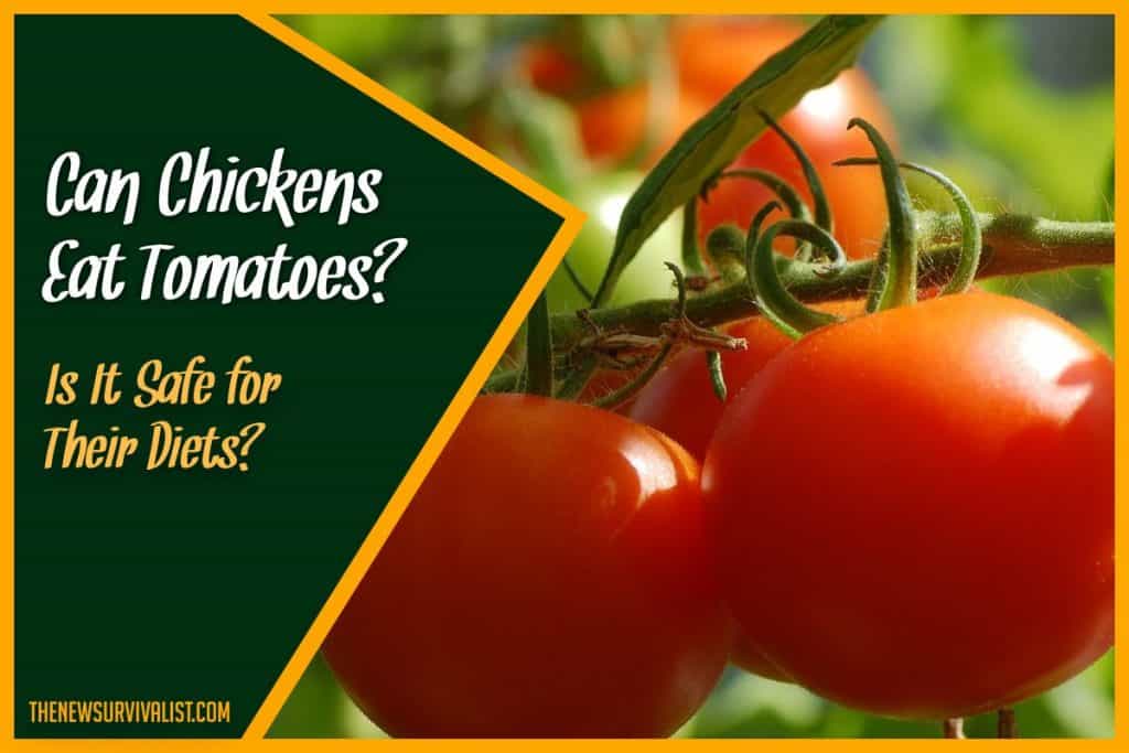 Can Chickens Eat Tomatoes Is It Safe for Their Diets