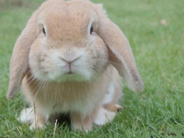 chubby rabbit