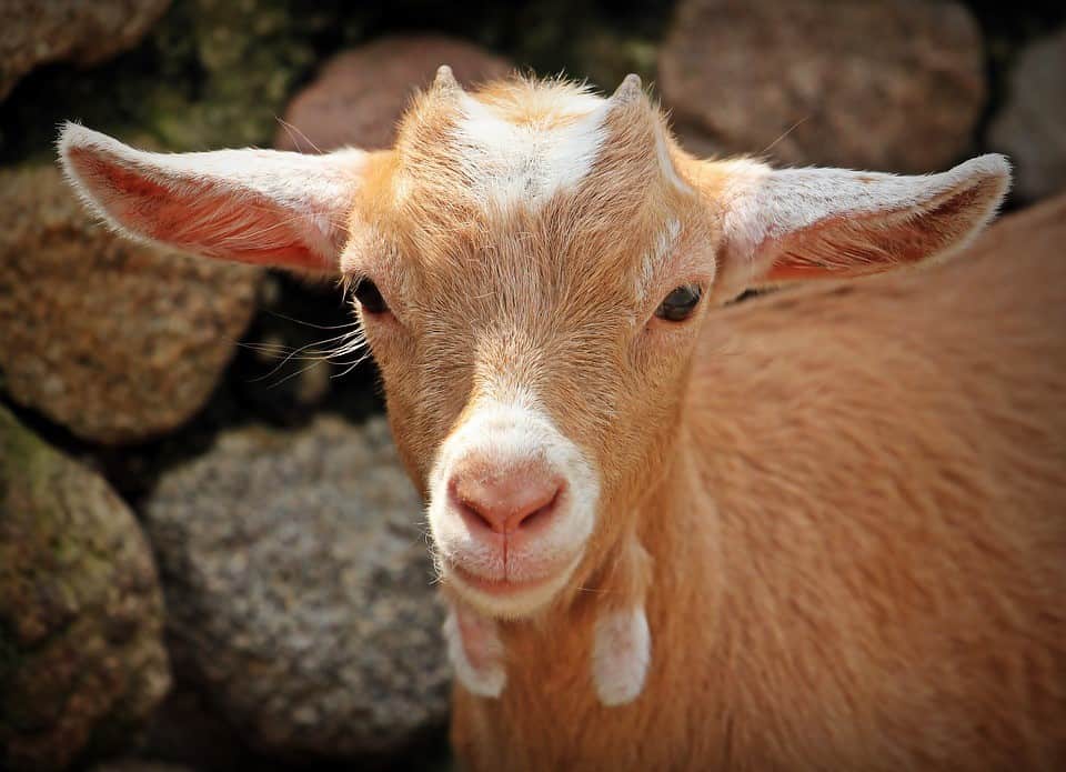 goat adult
