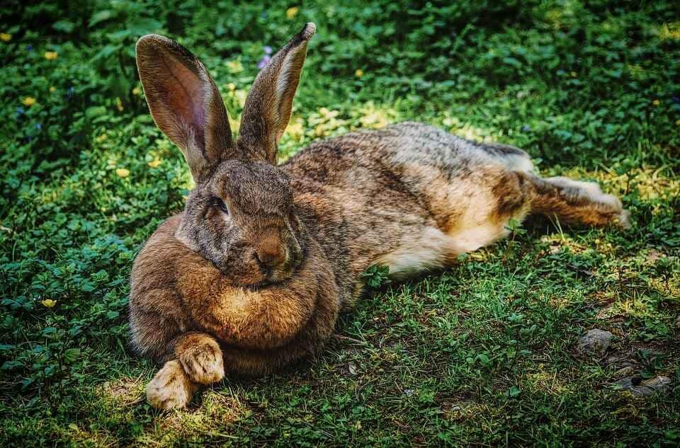 resting rabbit