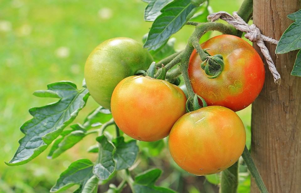 half ripe tomatoes