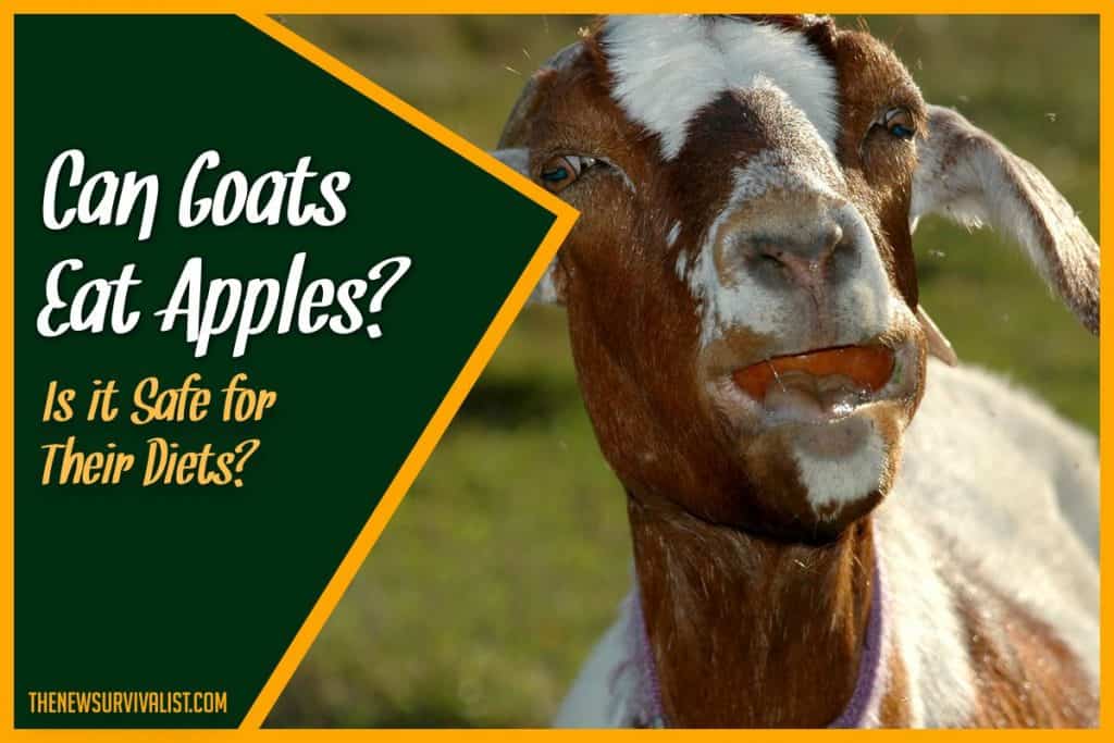 Can Goats Eat Apples Is it Safe for Their Diets