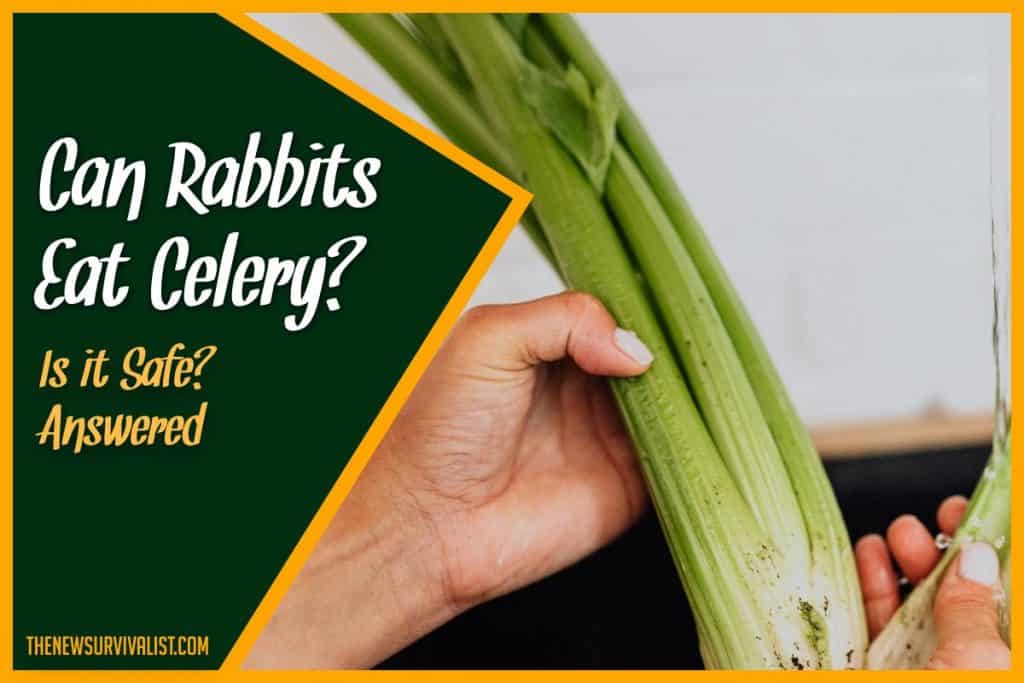 Can Rabbits Eat Celery Is it Safe #Answered