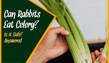 Can Rabbits Eat Celery Is it Safe #Answered