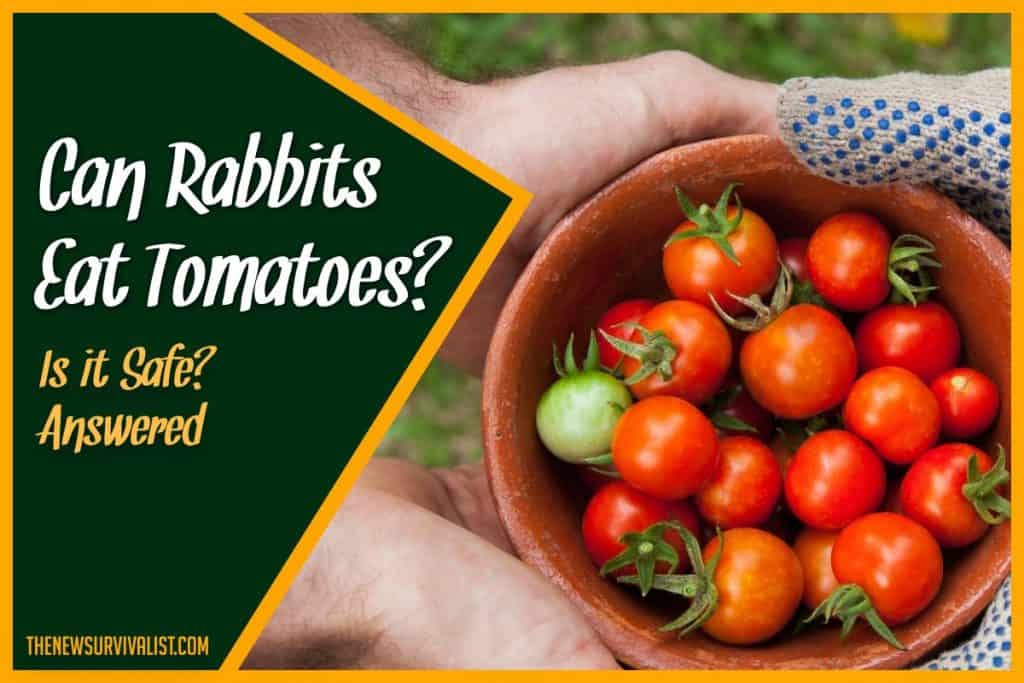 Can Rabbits Eat Tomatoes Is it Safe #Answered