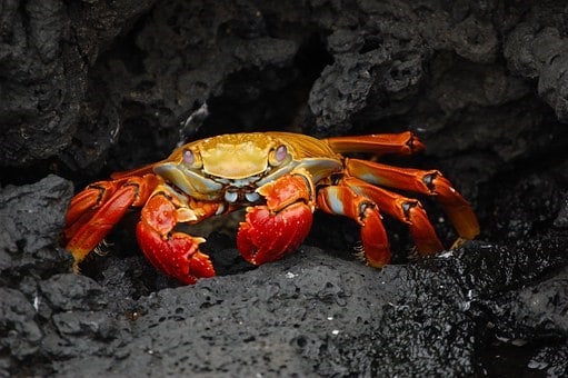orange crab