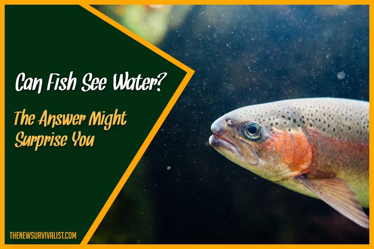 Can Fish See Water? The Answer Might Surprise You