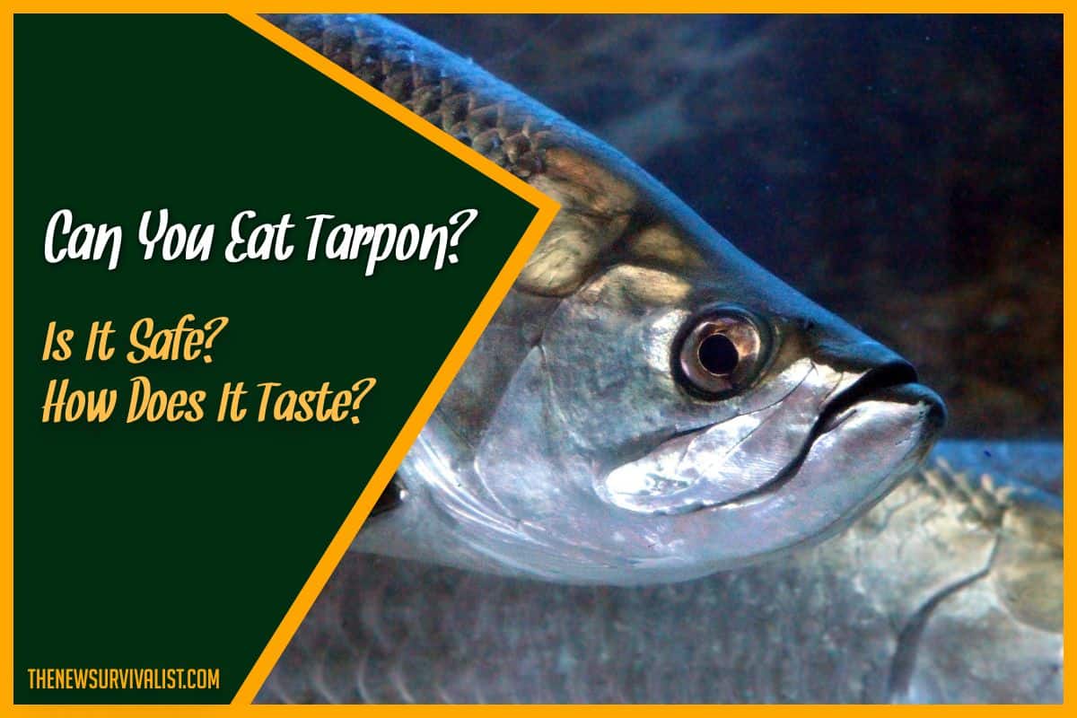 Can You Eat Tarpon? Is It Safe? How Does It Taste? #Answered