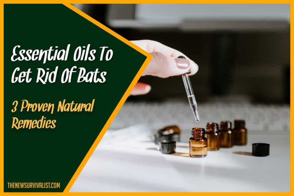Essential Oils To Get Rid Of Bats 3 Proven Natural Remedies