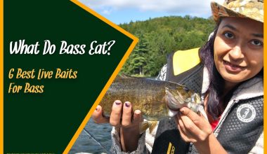 What Do Bass Eat 6 Best Live Baits For Bass