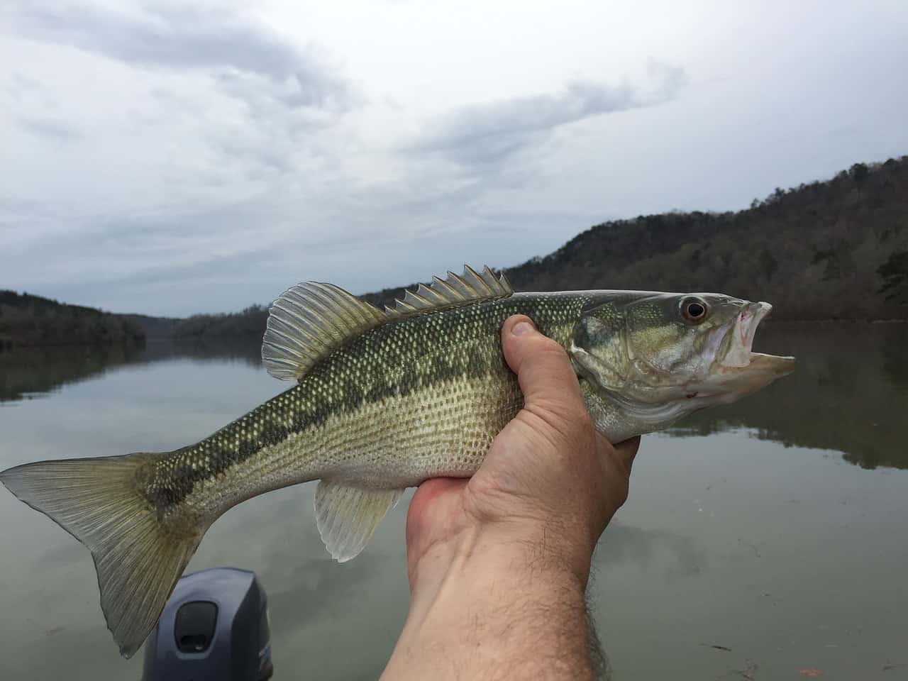 spotted bass