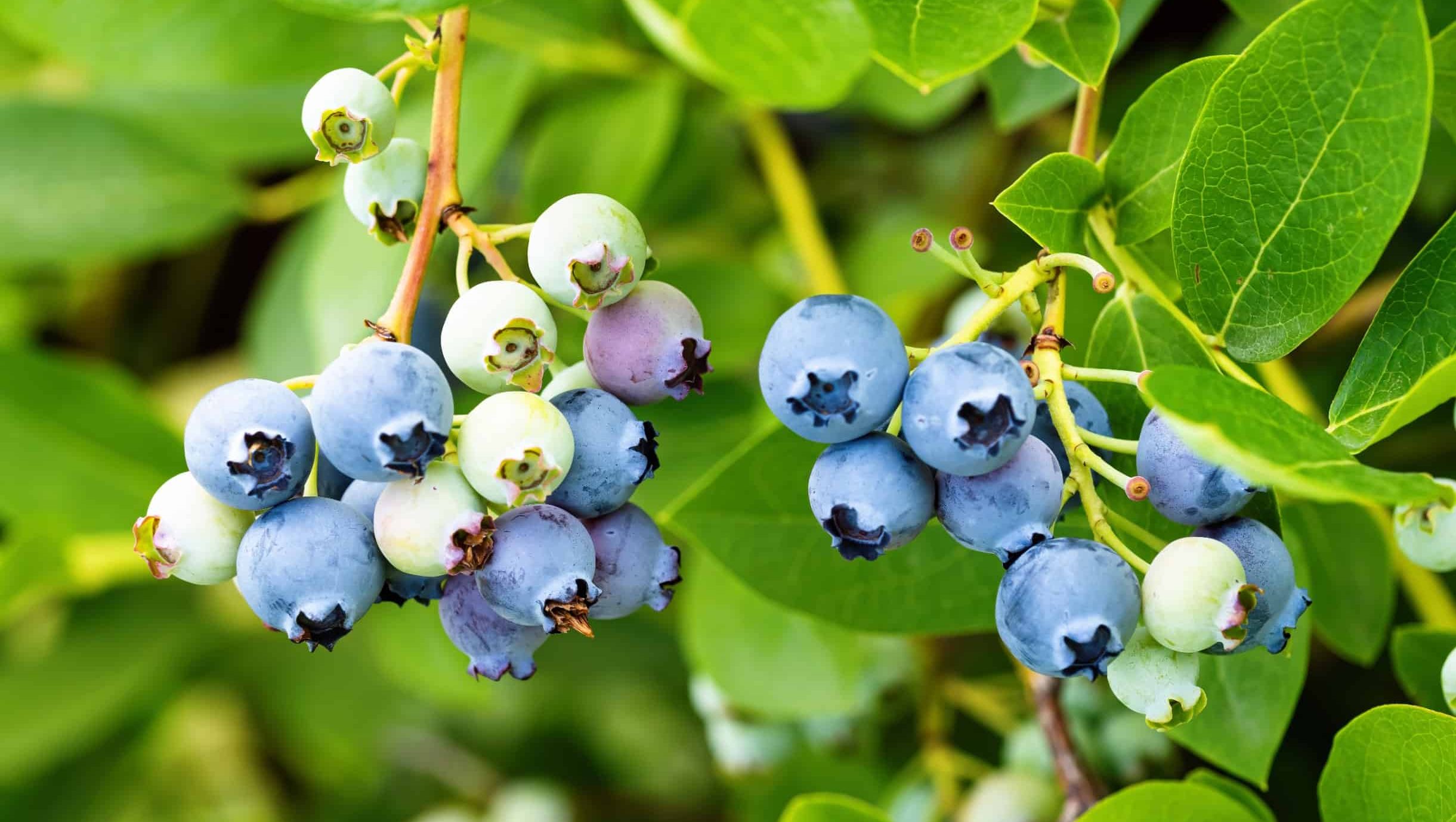 blueberry and leaves