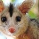 cute opossum