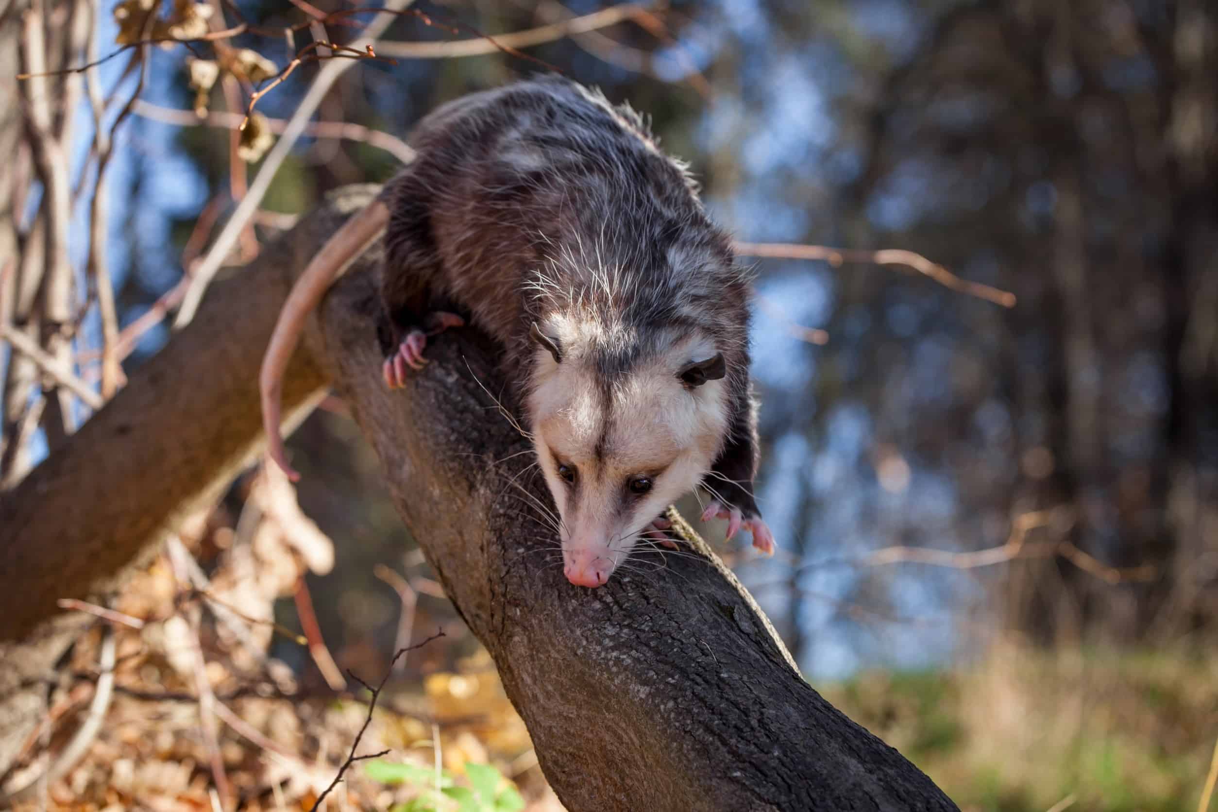 opossum on a branch